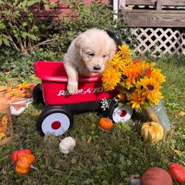Girl 1 (Leica) (pink collar) - Golden female Golden Retriever puppy in Hubbard, Ohio from Whickering Pines Golden Retrievers
