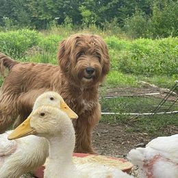 Australian Cobberdog Puppies from Faberge Australian Cobberdogs