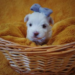 Maltese, Morkie, and Yorkshire Terrier Puppies from Little Paws Nursery