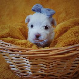 Maltese, Morkie, and Yorkshire Terrier Puppies from Little Paws Nursery