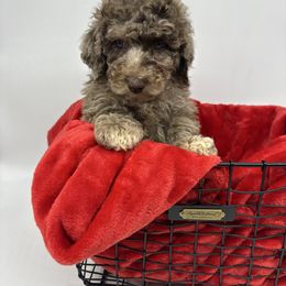 Donner - Merle male Cavapoo puppy in Austin, Texas from Doodles of Central Texas
