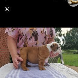Bulldog and French Bulldog Puppies from Impressive Bulldogs and French Bulldogs
