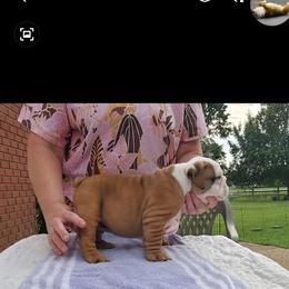 Bulldog and French Bulldog Puppies from Impressive Bulldogs and French Bulldogs