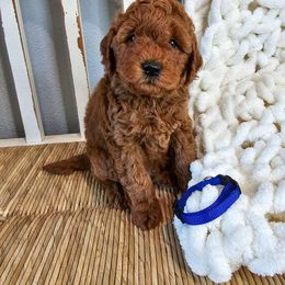 Goldendoodle and Poodle Puppies from County Line Kennel