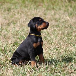 Doberman Pinscher Puppies from Key To My Heart Dobermans