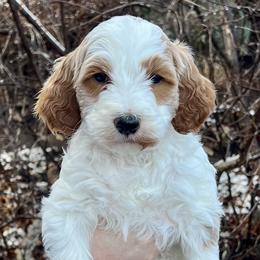 Pink Male - Parti male Goldendoodle puppy in Great Falls, Montana from Montana Goldendoodles