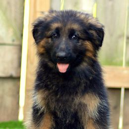 German Shepherd Puppies from Vom Cronje Haus German Shepherds
