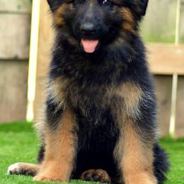 German Shepherd Puppies from Vom Cronje Haus German Shepherds