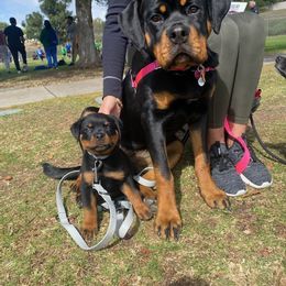 Rottweiler Puppies from HAUS OF RZA