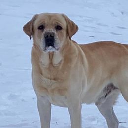 Benny - Labrador Retriever