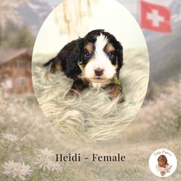 Heidi - Tri-color female Bernedoodle puppy in Canton, Georgia from Teddy Puppies