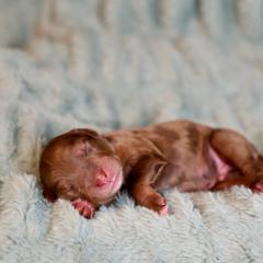 Green - male Golden Mountain Doodle puppy in Murray, Utah from Good Looking Dogs