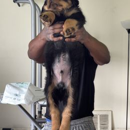 Rottweiler Puppies from Rottweiler Land