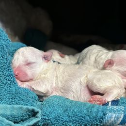 Percy - White Bichon Frise puppy in Ocala, Florida from Savannah Bichons