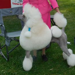 Poodle Puppies from Lacy Lane Poodles
