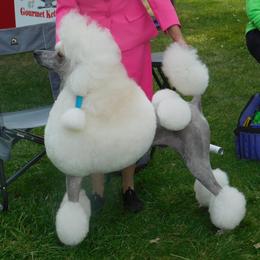 Poodle Puppies from Lacy Lane Poodles