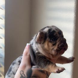 Versace - Tricolors male French Bulldog puppy in Porter, Texas from Red Label Frenchies