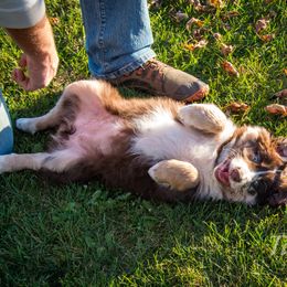 Border Collie, Golden Retriever, and Sporty Mix Puppies from Turbo Border Collies & Coltrievers