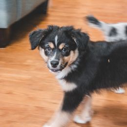 Miniature Australian Shepherd Puppies from The Kelley Crew