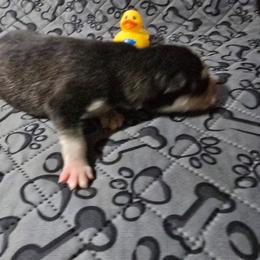 Boy 1 - Black tan and white male Siberian Husky puppy in Kansas City, Missouri from Anuun's Huskies