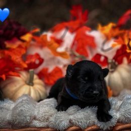 Hannibal (Dark Blue Collar) - Black male German Shepherd puppy in Chattanooga, Tennessee from Lucianhaus