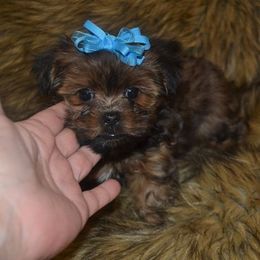 Yorkshire Terriers from Christine's Yorkies