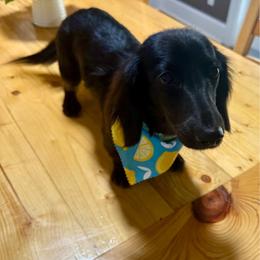 Juno - Dachshund