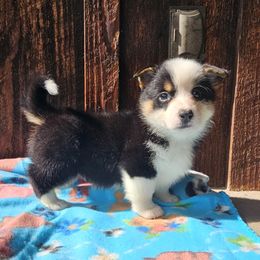 Cliff - Black and tan male Pembroke Welsh Corgi puppy in Castle Rock, Washington from Heckman Corgis
