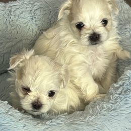 Maltese from Chinadoll Maltese
