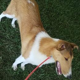 Azawakh, Collie, and Standard Schnauzer All Grown Up from Kokomo Kennels