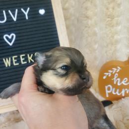 Truvy - Cream sable female Pomeranian puppy in Saint Charles, Missouri from Bisous Pomeranians & Heartland Sh