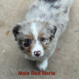Australian Shepherd Puppies from Folsom’s Wigglebutts