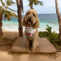 Harper - Goldendoodle