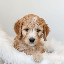 Goldendoodle Puppies from Woodstock Doodles, LLC