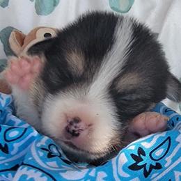 Baby blue bandana boy - Black and tan male Pembroke Welsh Corgi puppy in Cherokee, Oklahoma from MCS Farms-OK