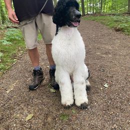 Winnie - Poodle