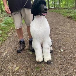 Winnie - Poodle