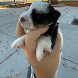 Liver red parti female (Cass) - Liver female Miniature Schnauzer puppy in Bluffdale, Utah from Mountain Point Schnauzers