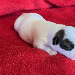 Stoney - White and tan male Russell Terrier puppy in London, Kentucky from Norvell Kennels