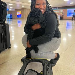 Goldendoodle Puppies from CocoLove Doodles