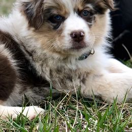 Australian Shepherd, Miniature American Shepherd, and Toy Australian Shepherd Puppies from Blue’s Family Aussies