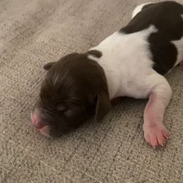 Boy 2 - male Brittany puppy in Kathleen, Georgia from Reas’s Brittany’s of Middle Georgia
