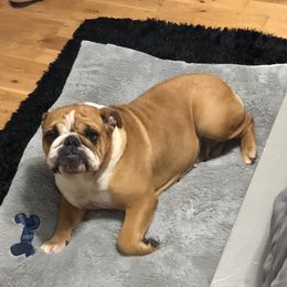 Bulldog Puppies from Pitts Kennel