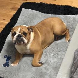 Bulldog Puppies from Pitts Kennel