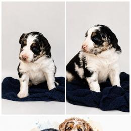 Belle - Merle female Assorted Doodle Crosses puppy in Waco, Georgia from Huff Family Doxies & Doodles