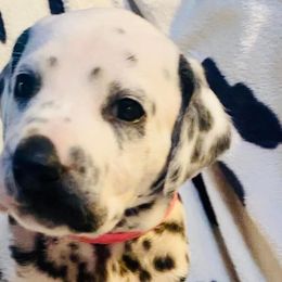Kenora - Dalmatian puppy in Rhinelander, Wisconsin from Moen Lake Dalmatians