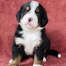 Lime Green Collar Female - Black rust and white female Bernese Mountain Dog puppy in Bristol, Tennessee from Holston Hollow Farm