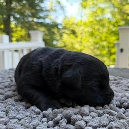 Girl 4 - Black female Labrador Retriever puppy in Amesbury, Massachusetts from Fox Hill Farm & K9