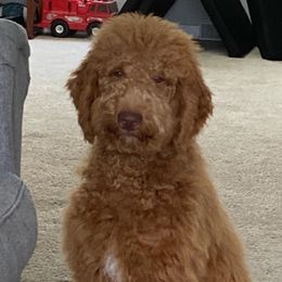 Theo - Goldendoodle