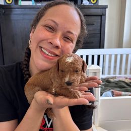 Goldendoodle Puppies from Furever Doodle